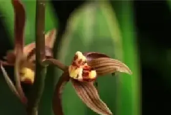 墨兰的花语和文化背景，花语为娴静象征青春永驻