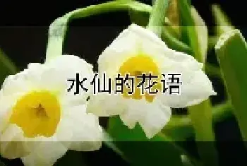 水仙的花语