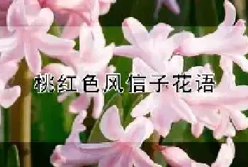 桃红色风信子花语