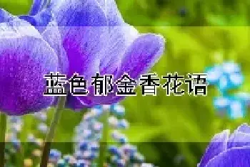 蓝色郁金香花语