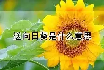 送向日葵是什么意思