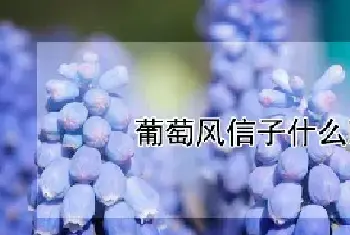 葡萄风信子什么时候开花