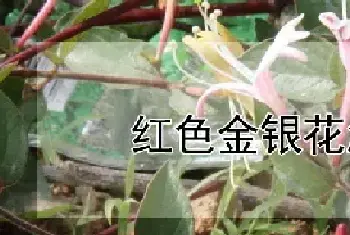 红色金银花怎么养