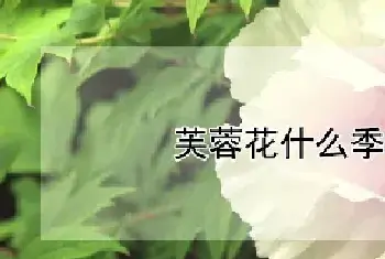 芙蓉花什么季节开花