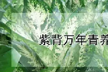 紫背万年青养殖方法