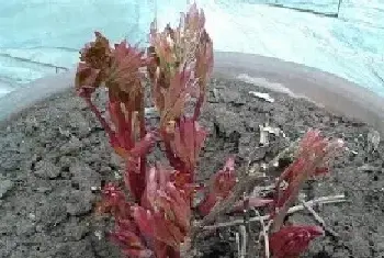 盆栽施肥 | 芍药花怎么施肥