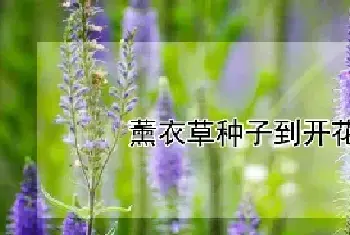 薰衣草种子到开花需要多久