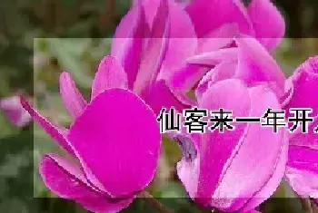 仙客来一年开几次花