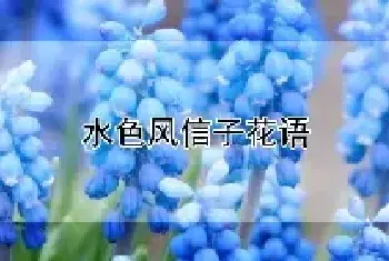 水色风信子花语