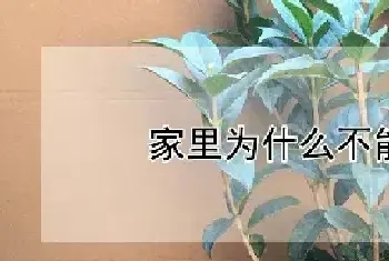 家里为什么不能种桂花