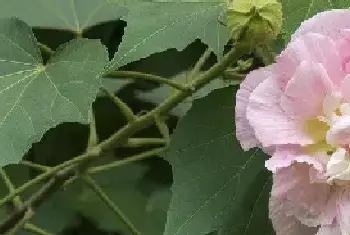 芙蓉花什么时候种植存活率高