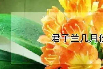 君子兰几月份开花