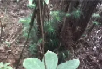 七叶一枝花的功效与作用 七叶一枝花花语和花期