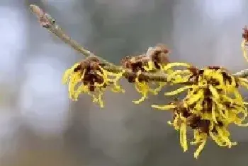 金缕梅的花期 金缕梅的花语