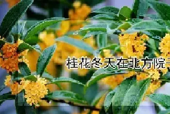 桂花冬天在北方院子里能活吗