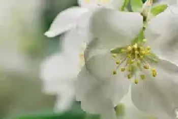 茉莉花的花语是什么 茉莉花的花语是什么呢