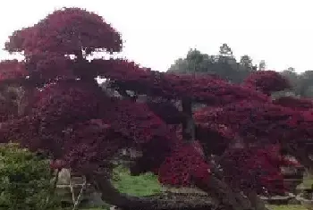 盆景养护管理 | 红花檵木盆景的养护