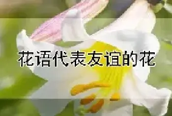 花语代表友谊的花