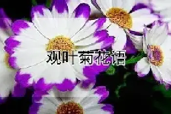 观叶菊花语