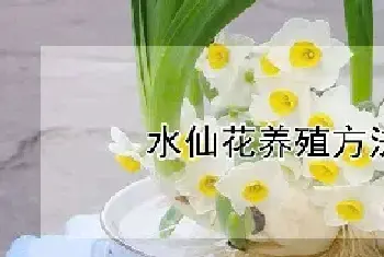 水仙花养殖方法(水培)