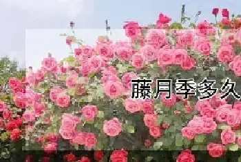 藤月季多久开花