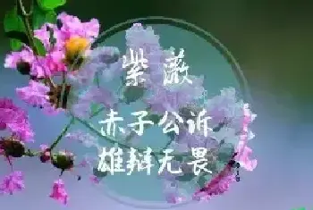 检察花语 检察君，你究竟开的是什么花？