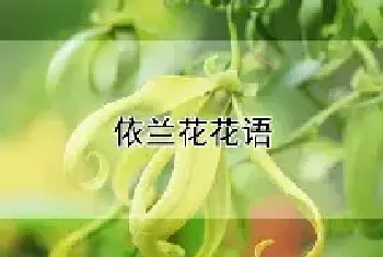 依兰花花语