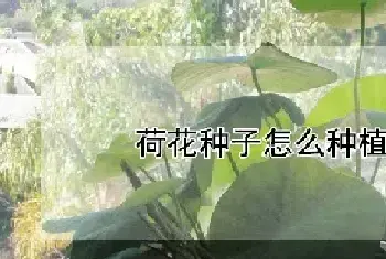 荷花种子怎么种植方法 家养