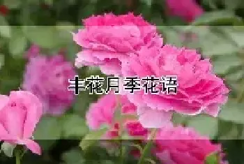 丰花月季花语