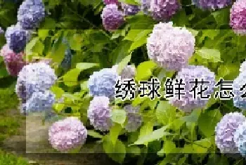 绣球鲜花怎么水养