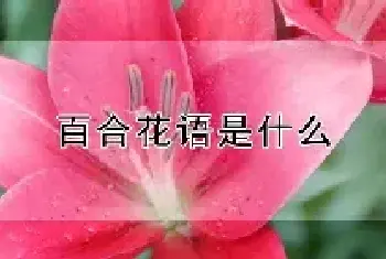 百合花语是什么