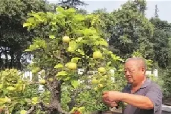 盆栽修剪 | 梨树盛果期修剪技术