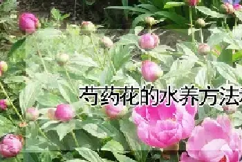 芍药花的水养方法和注意事项