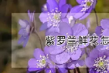 紫罗兰鲜花怎么水养