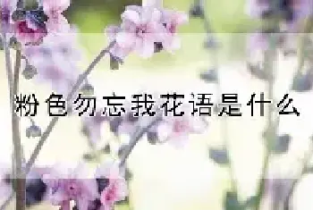 粉色勿忘我花语是什么