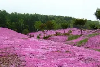 樱花草的花语|樱花草图片欣赏