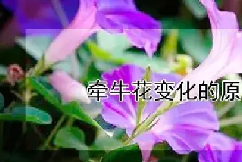 牵牛花变化的原因是什么