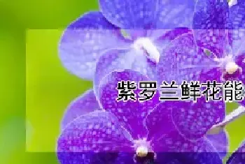 紫罗兰鲜花能养几天