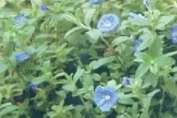 播种繁殖的绿植有哪些?蓝星花(旋花科土丁桂属)星形花、雨伞花