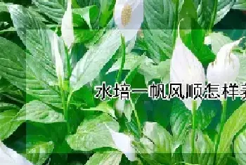 水培一帆风顺怎样养才能开花