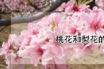 桃花和梨花的区别