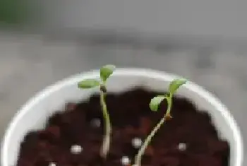 花卉果蔬盆景 | 迷迭香种子种植方法和注意事项