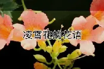 凌霄花的花语