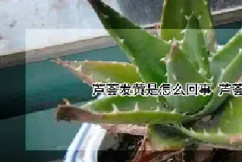 芦荟发黄是怎么回事 芦荟变黄了怎么办