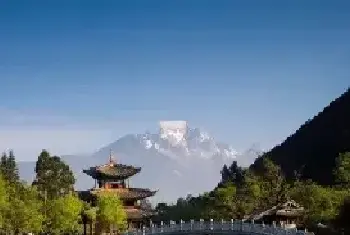 盆景知识 | 丽江棕榈盆景