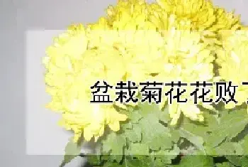 盆栽菊花花败了怎么办