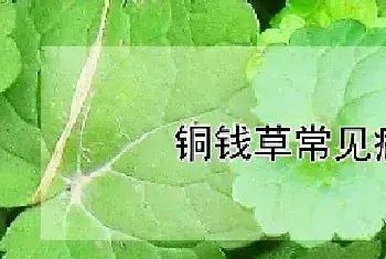 铜钱草常见病虫害