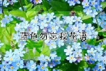 蓝色勿忘我花语