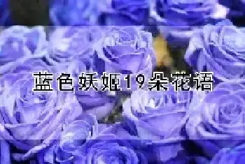 蓝色妖姬19朵花语