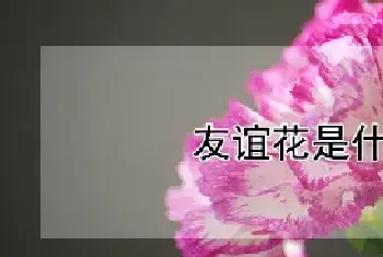 友谊花是什么花